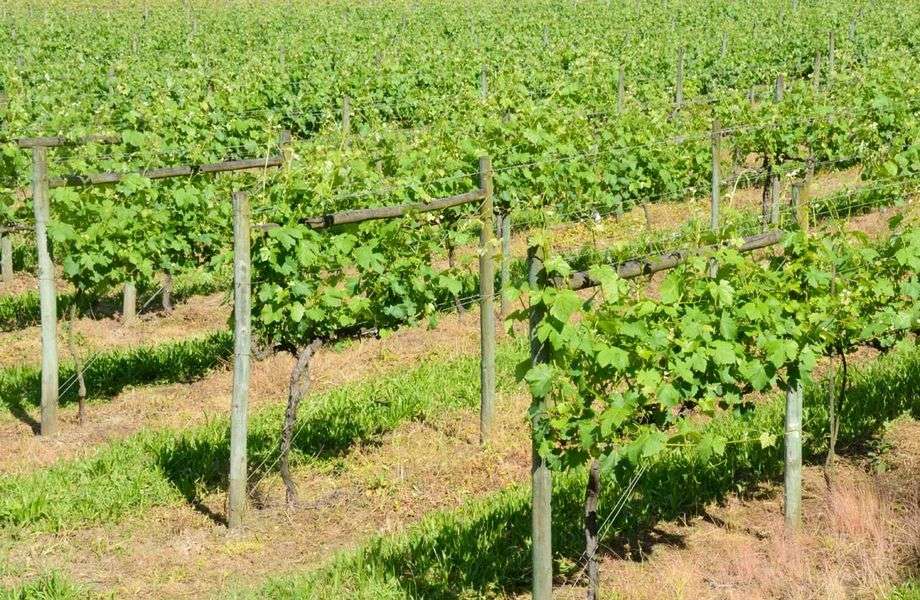 bodega Quinta de Maderne