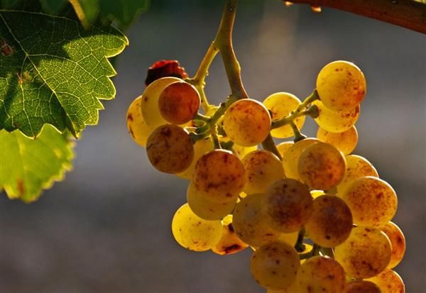 bodega Beldui Txakolina