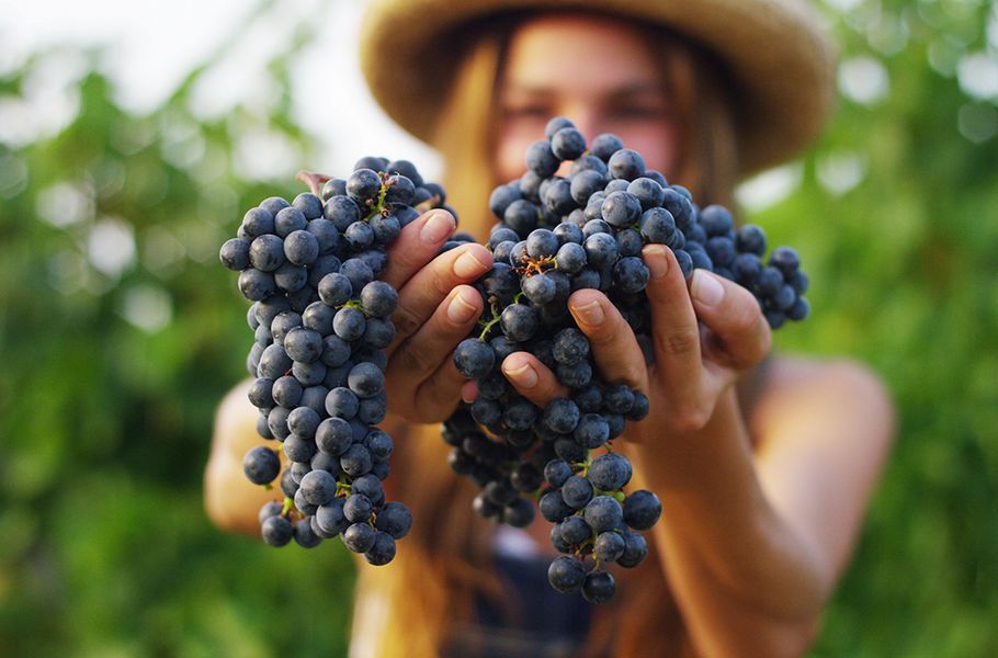 bodega Cooperativa de Viver