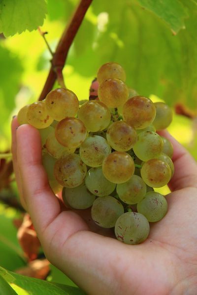 bodega Júlia Bernet