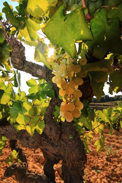 bodega Júlia Bernet