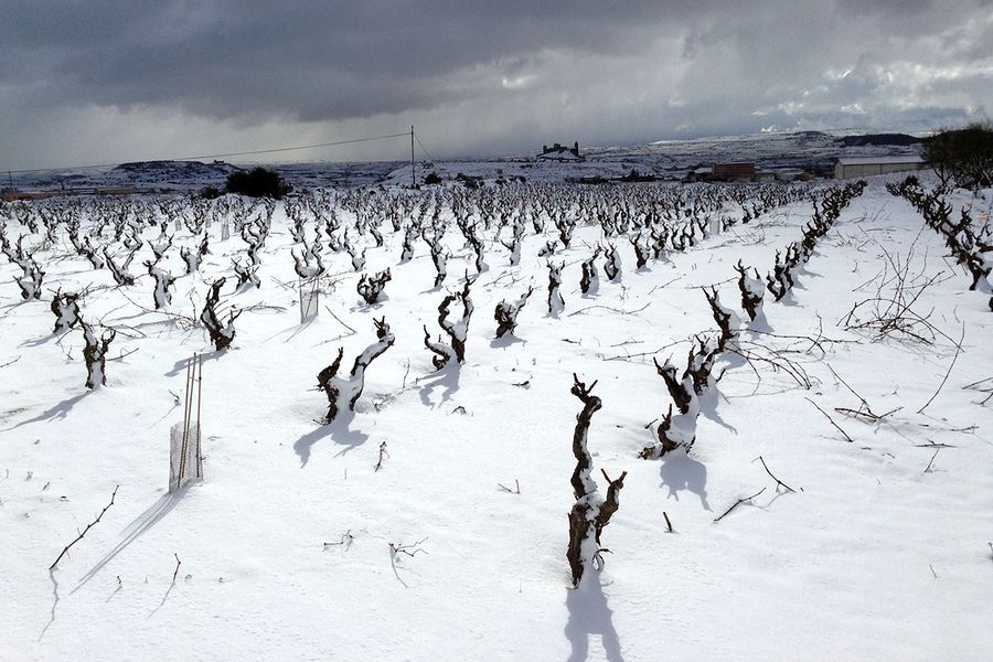 bodega Bodegas Sonsierra