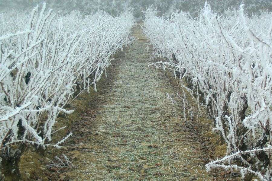 bodega Bodegas Sonsierra