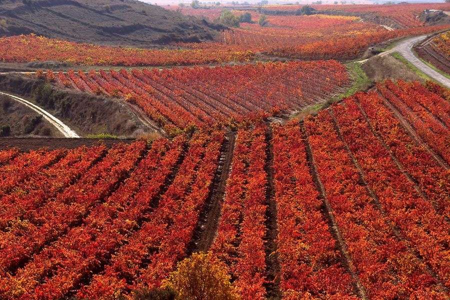 bodega Bodegas Sonsierra