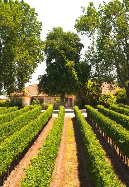 bodega Viña Siegel Family Wines