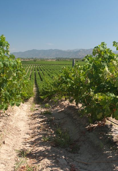 bodega Viña Siegel Family Wines