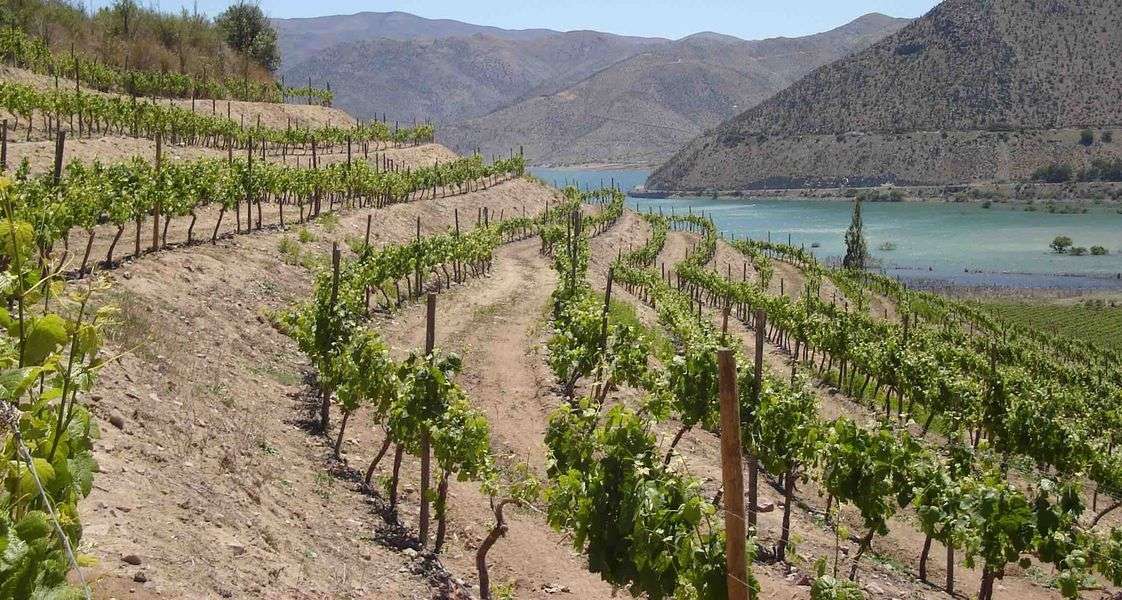 bodega Viña Falernia