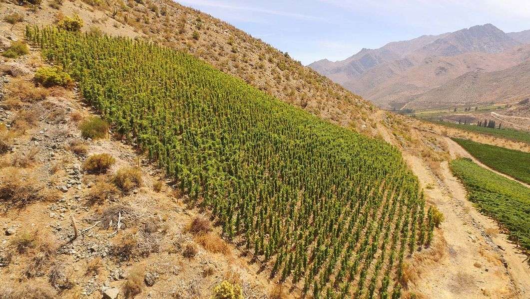 bodega Viña Tabali