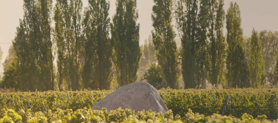 bodega Zuccardi Valle del Uco