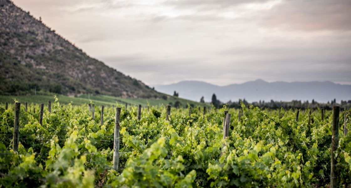 bodega Viñedos Veramonte Altos de Casa Blanca