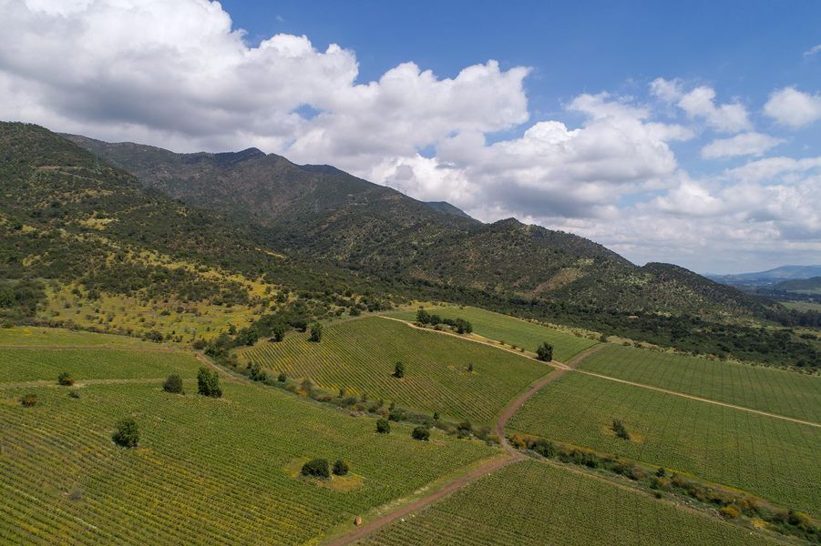 bodega Viña Koyle