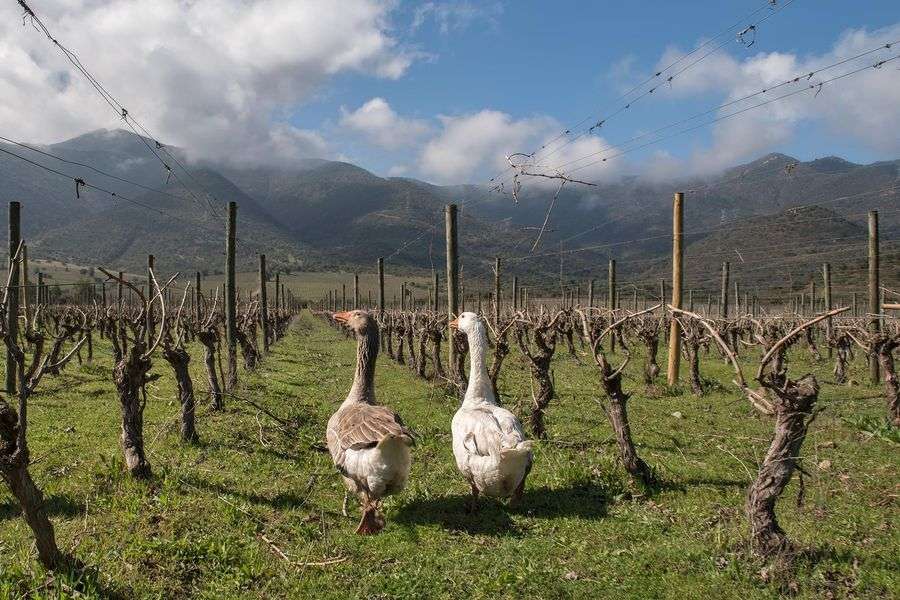 bodega Viña Koyle