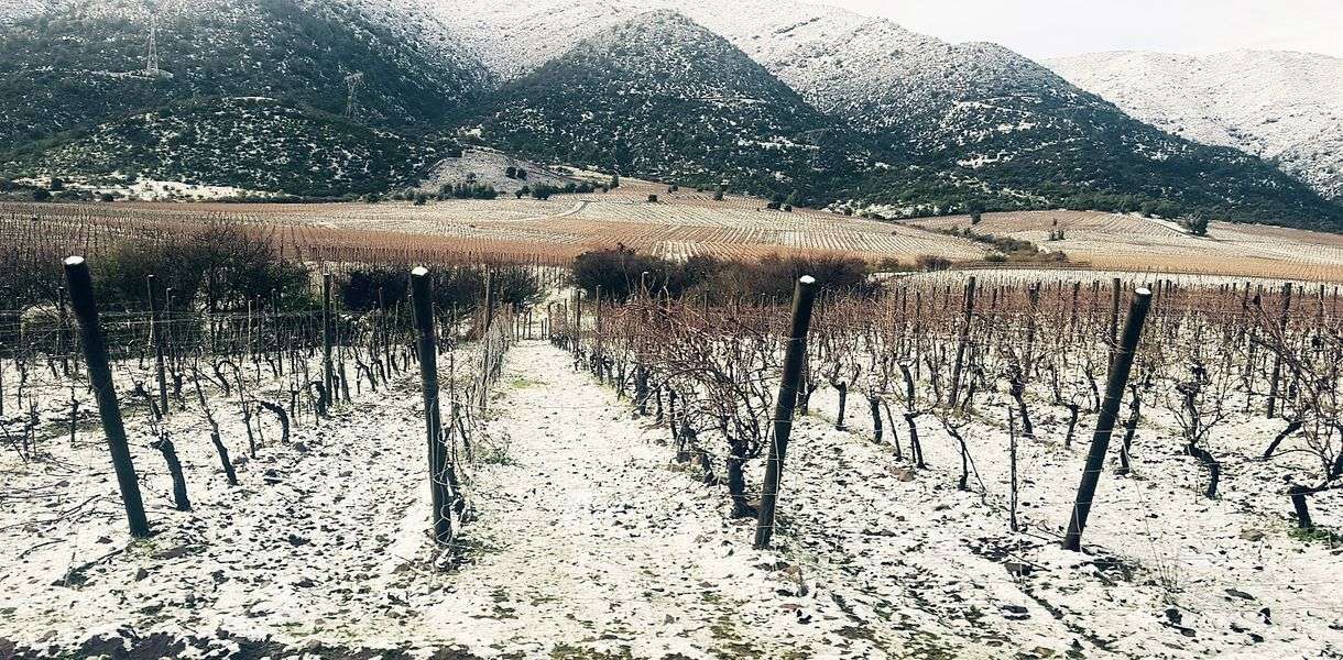 bodega Viña Koyle