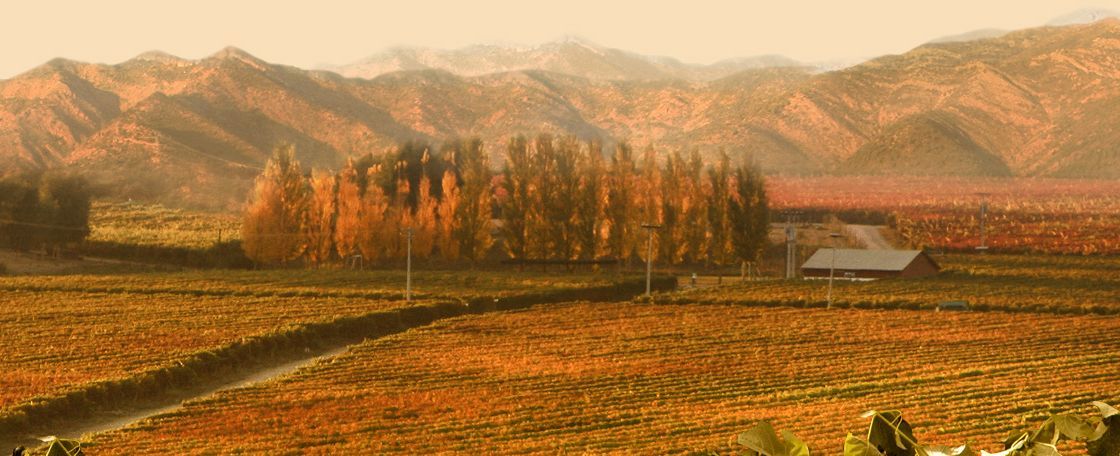 bodega Viña Casa Silva
