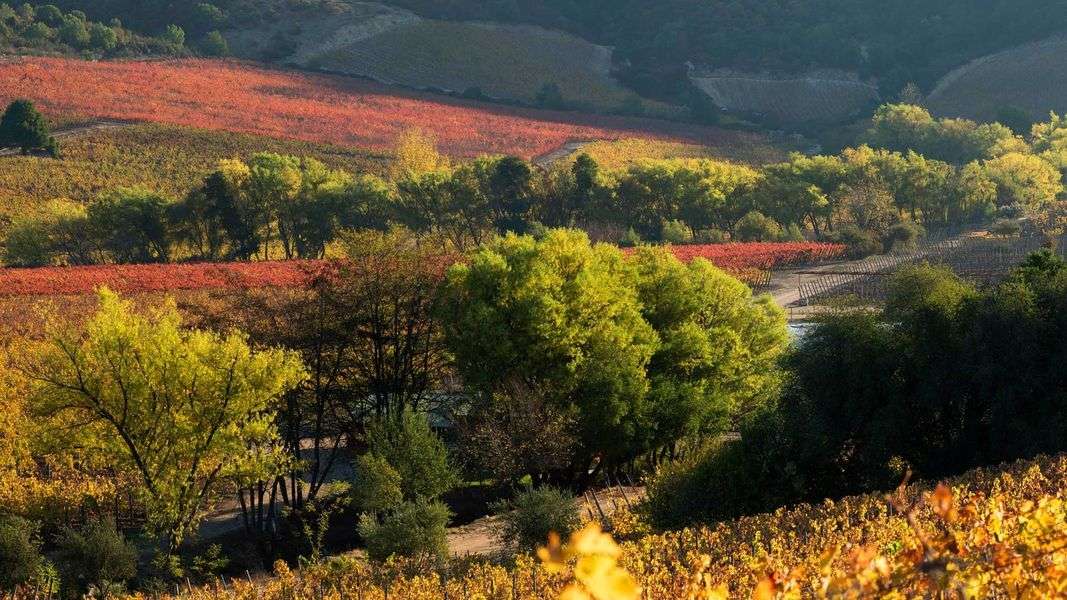 bodega Viña Clos Apalta-Lapostolle