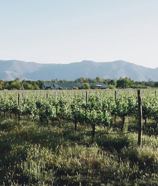 bodega Viña Emiliana