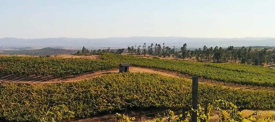 bodega Viña Maquis