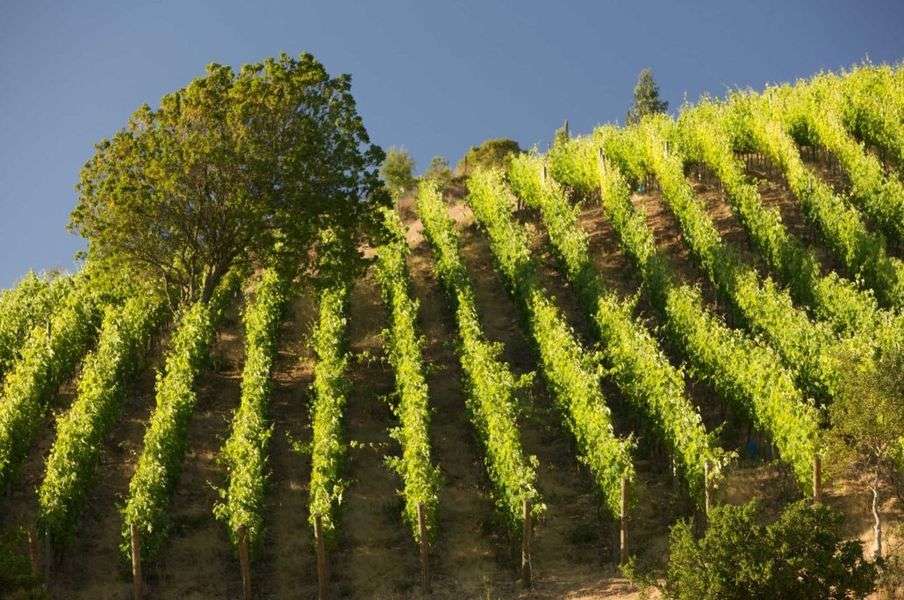 bodega Viña Polkura