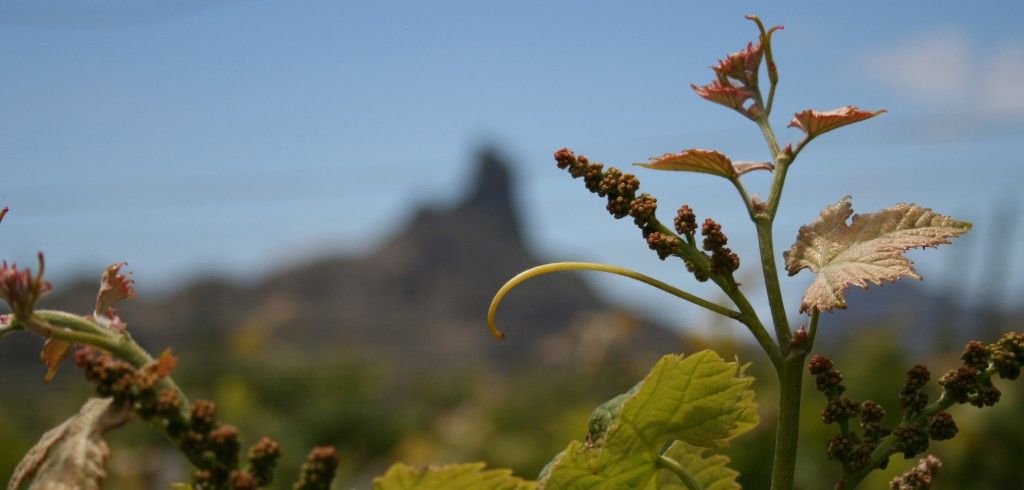 bodega Bodegas Bentayga