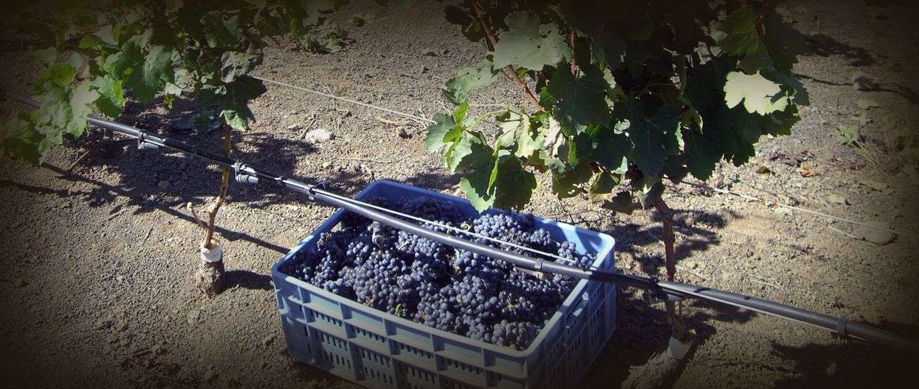 bodega Bodega Hoyos de Bandama