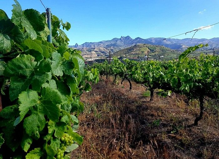 bodega Bodega la Montaña