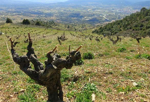 bodega Bodegas Arrayán