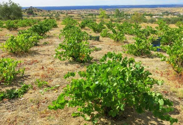 bodega Bodegas Arrayán