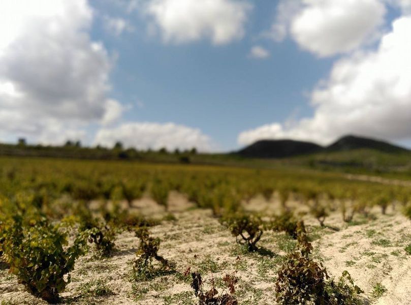 bodega Bodegas Ontinium