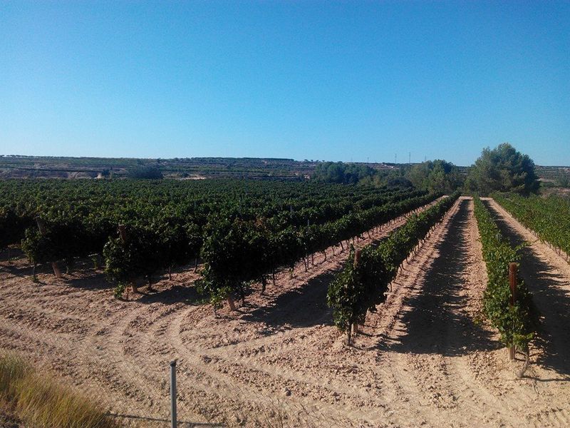 bodega Bodegas Ontinium