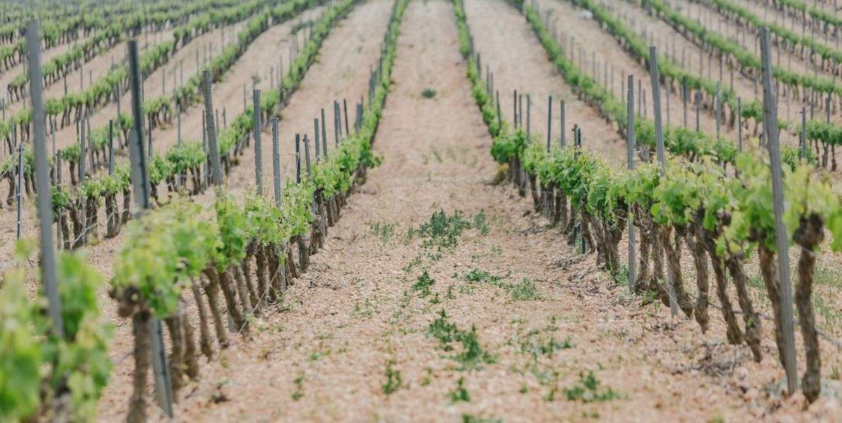 bodega Bodegas Arráez