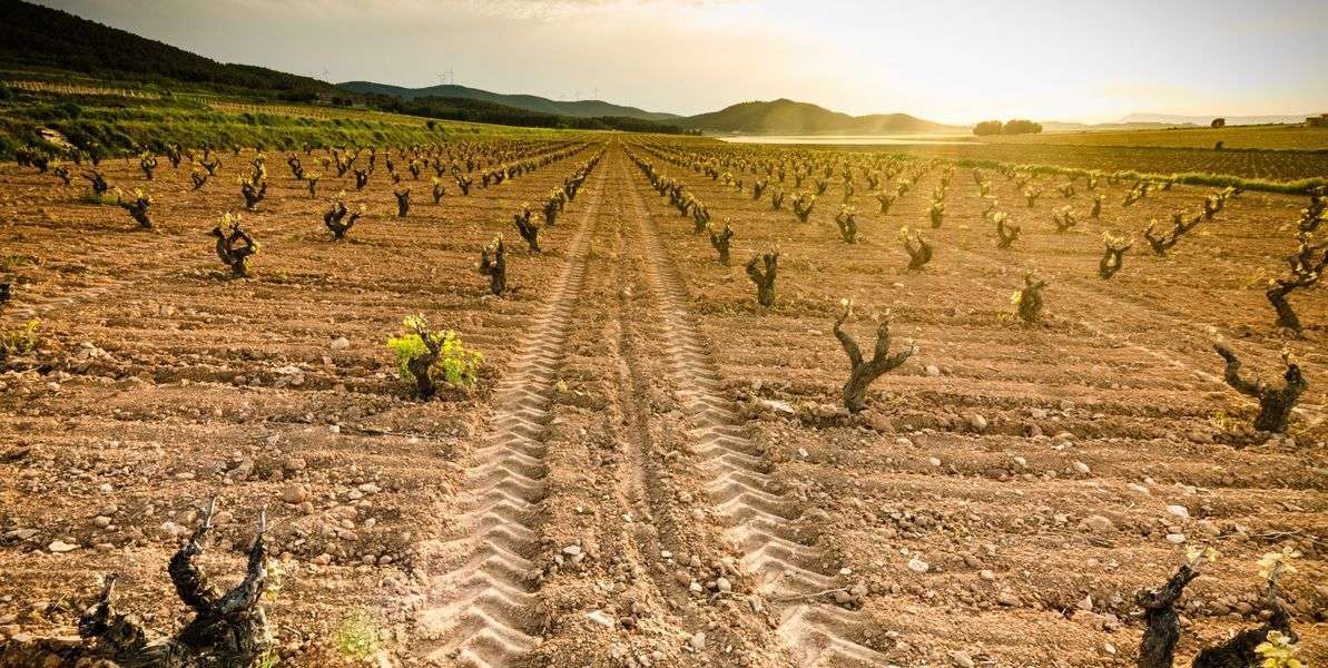 bodega Bodegas Arráez