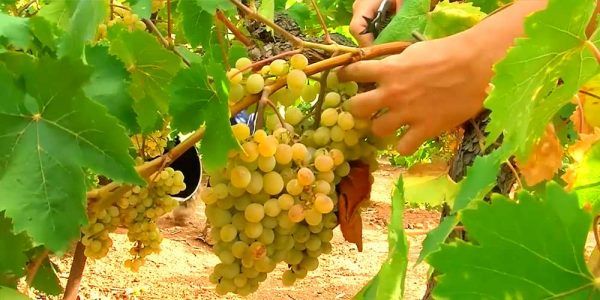 bodega Cooperativa San Pedro Apóstol