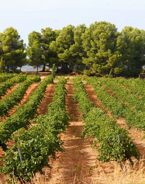 bodega Cooperativa La Viña