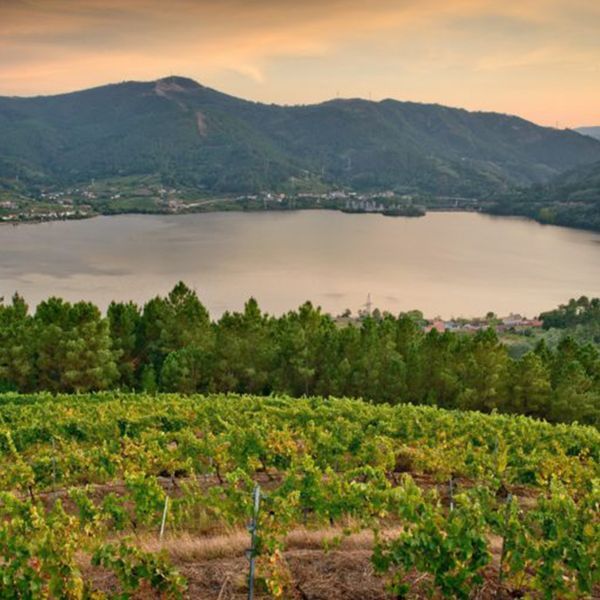 bodega Viña Costeira