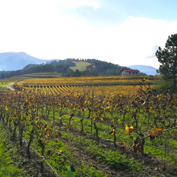 bodega Viña Costeira