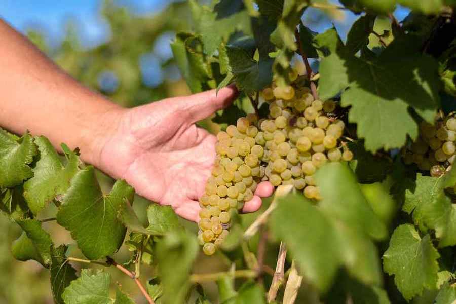 bodega Champañera Miguel Mas