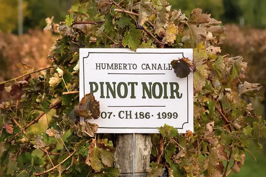 bodega Humberto Canale