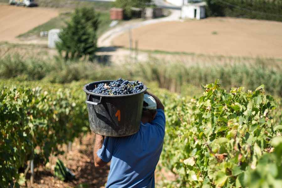 bodega Adega São Mamede da Ventosa