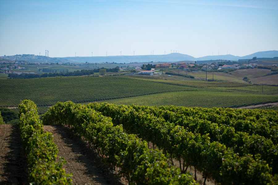 bodega Adega São Mamede da Ventosa