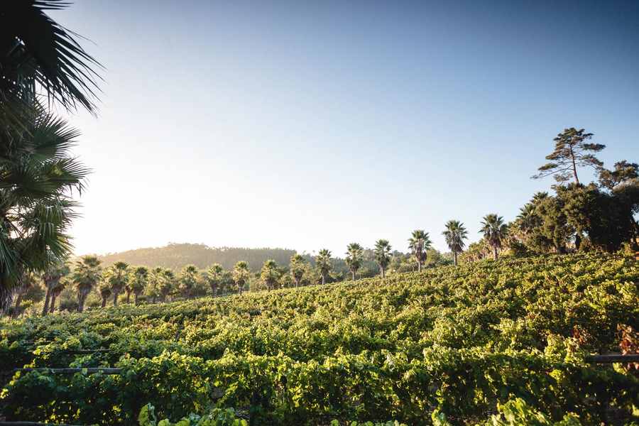 bodega Quinta vale do Cruz