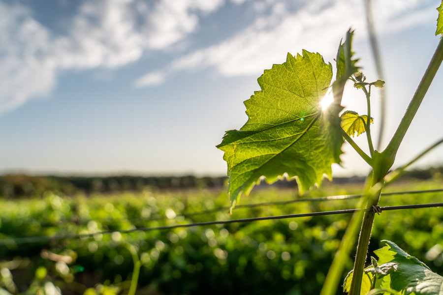 bodega Bacalhôa - Vinhos de Portugal