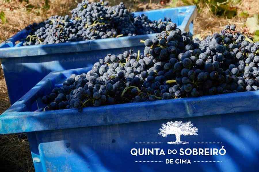 bodega Quinta do sobreiro de cima