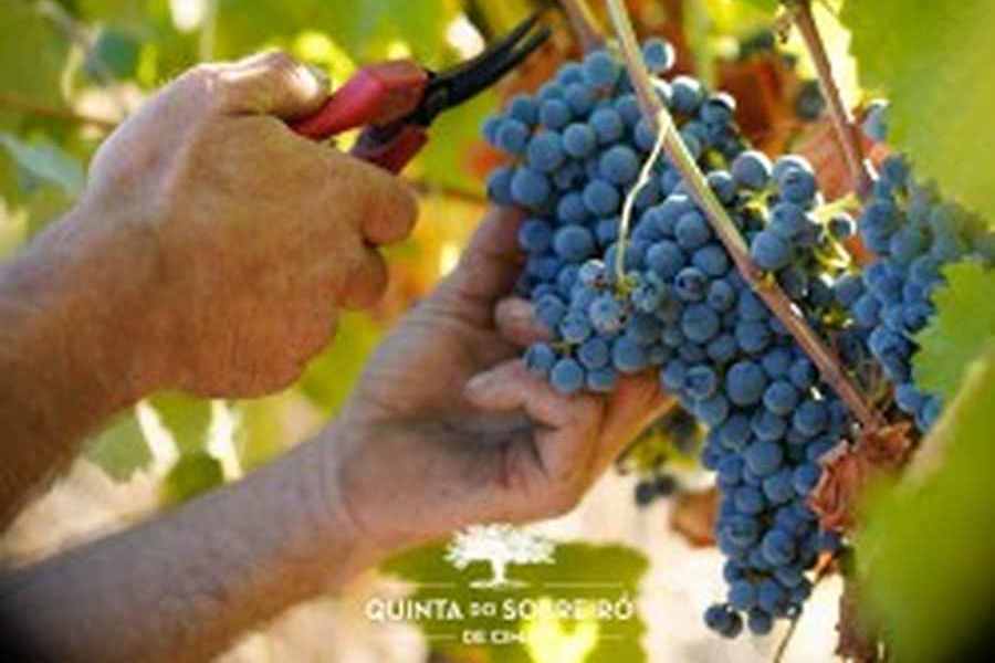 bodega Quinta do sobreiro de cima