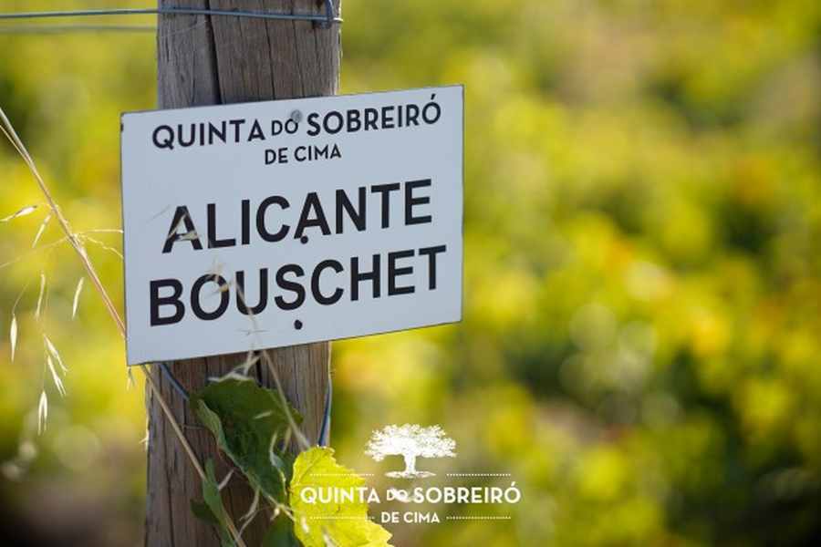 bodega Quinta do sobreiro de cima