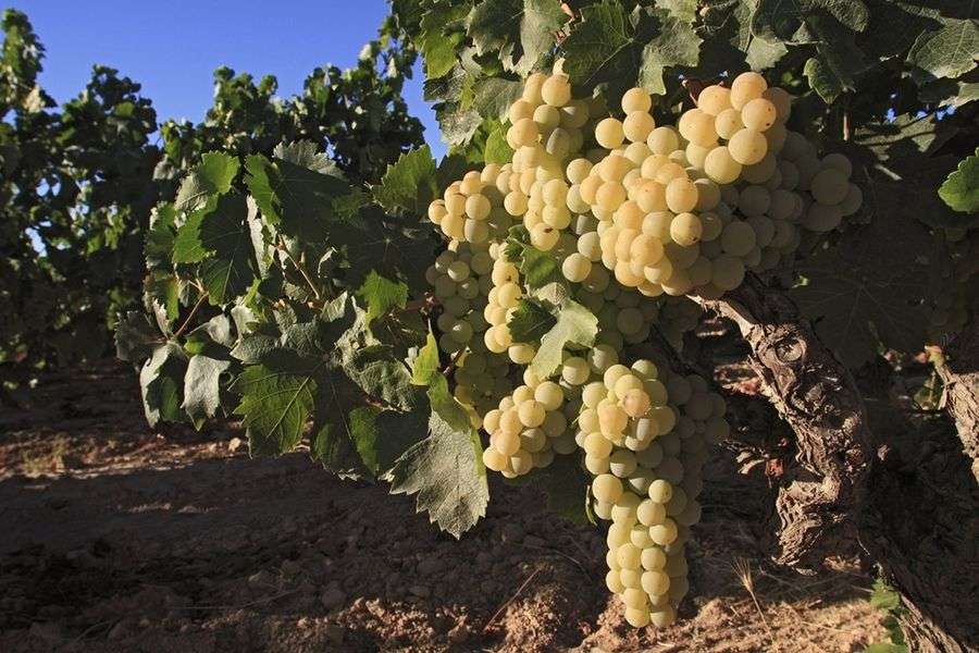 bodega Bodegas Salado