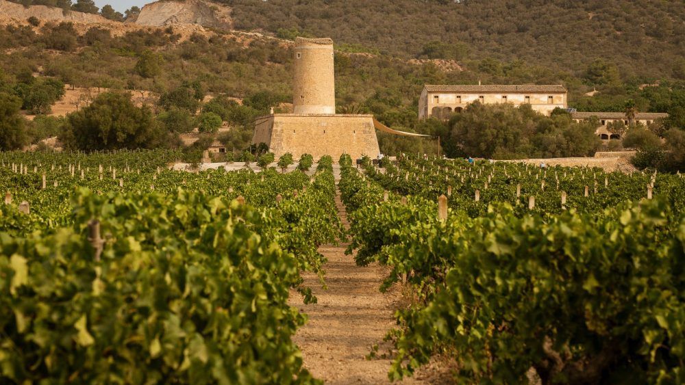 bodega Mesquida Mora