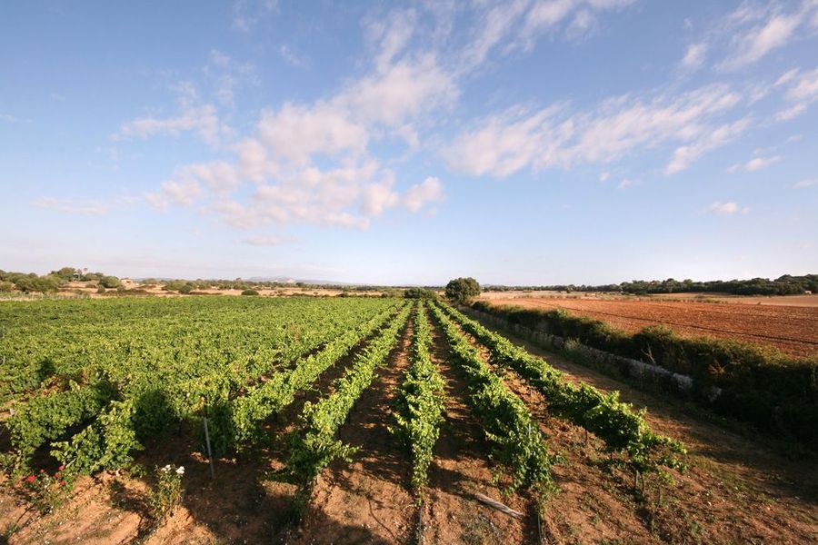 bodega Mesquida Mora