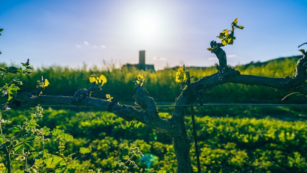 bodega Mesquida Mora