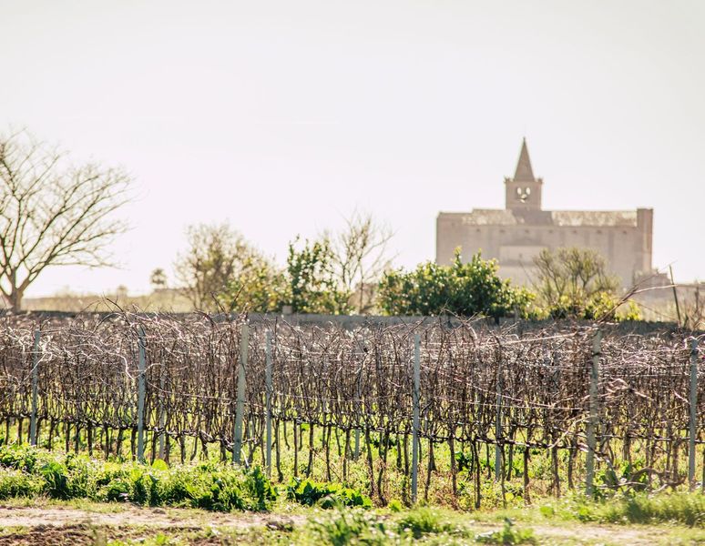 bodega Bodegas Blanca Terra