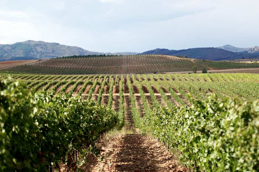 bodega Finca Río Negro